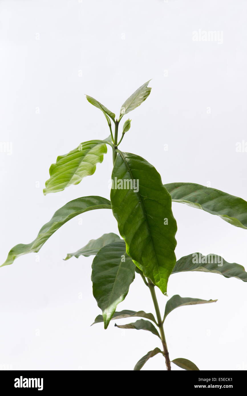 Coffee plant (Coffea Arabica) on white background Stock Photo - Alamy