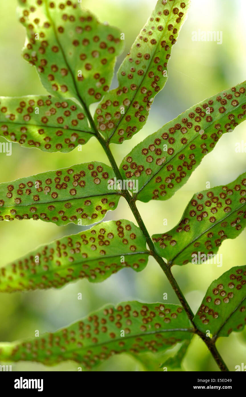 Fern leaf with spore sites Stock Photo