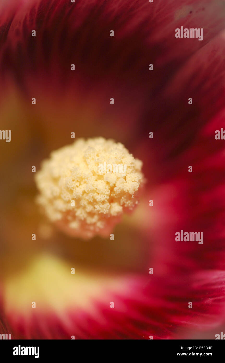 Holly Hock flower Stock Photo - Alamy