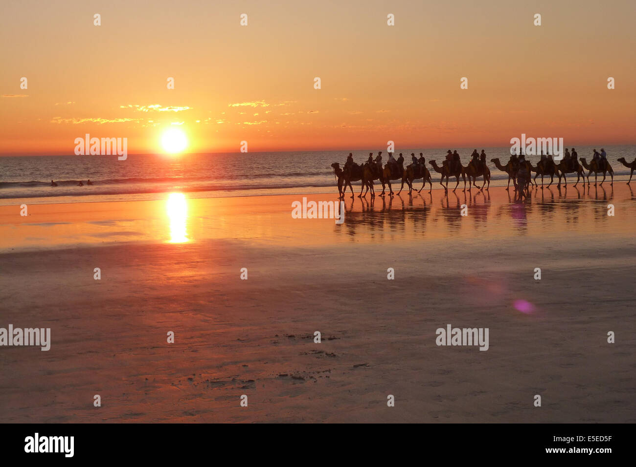 Camels on Cable Beach, Broome,  Australia Stock Photo