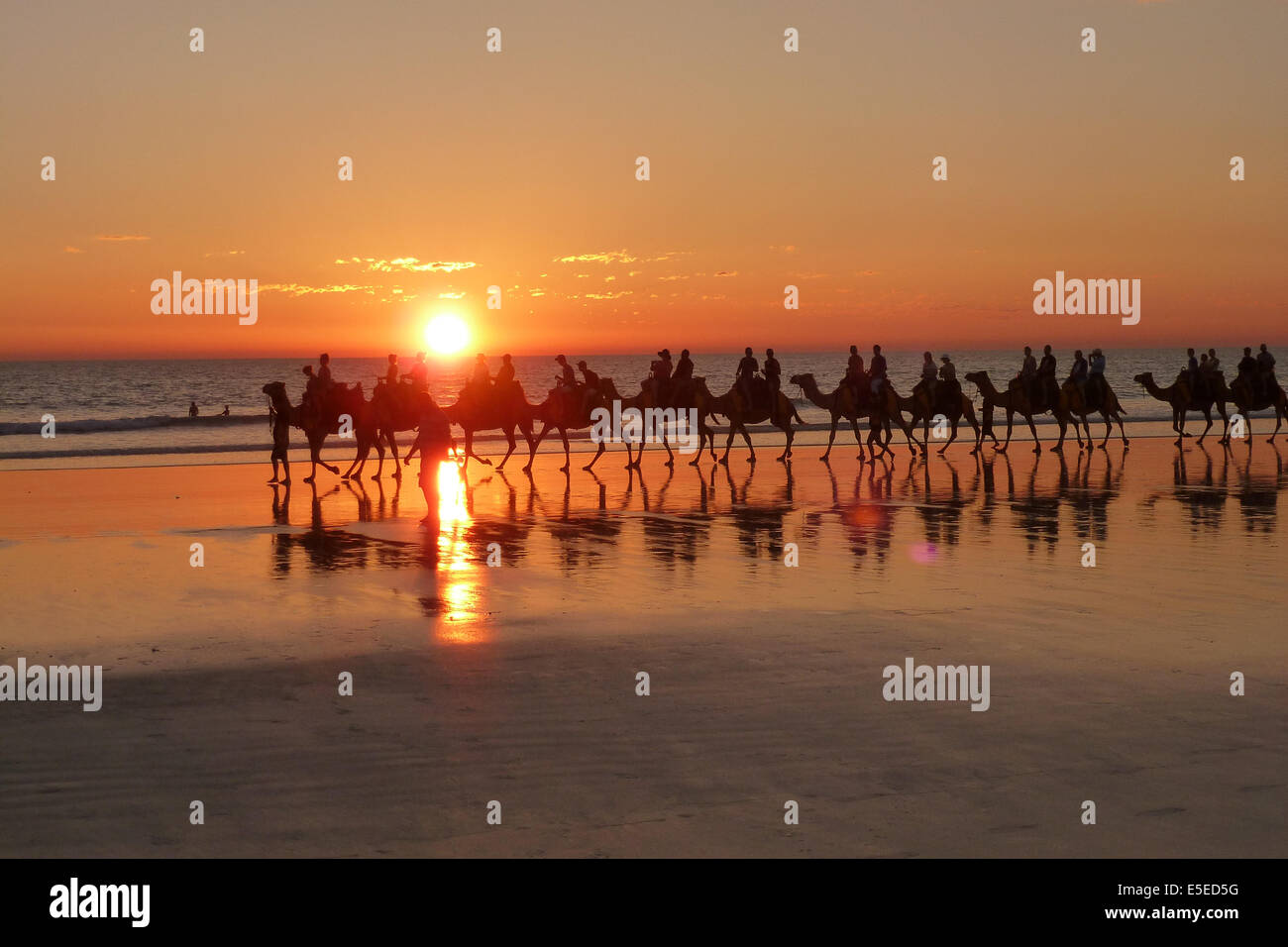 Cable Beach camels Stock Photo