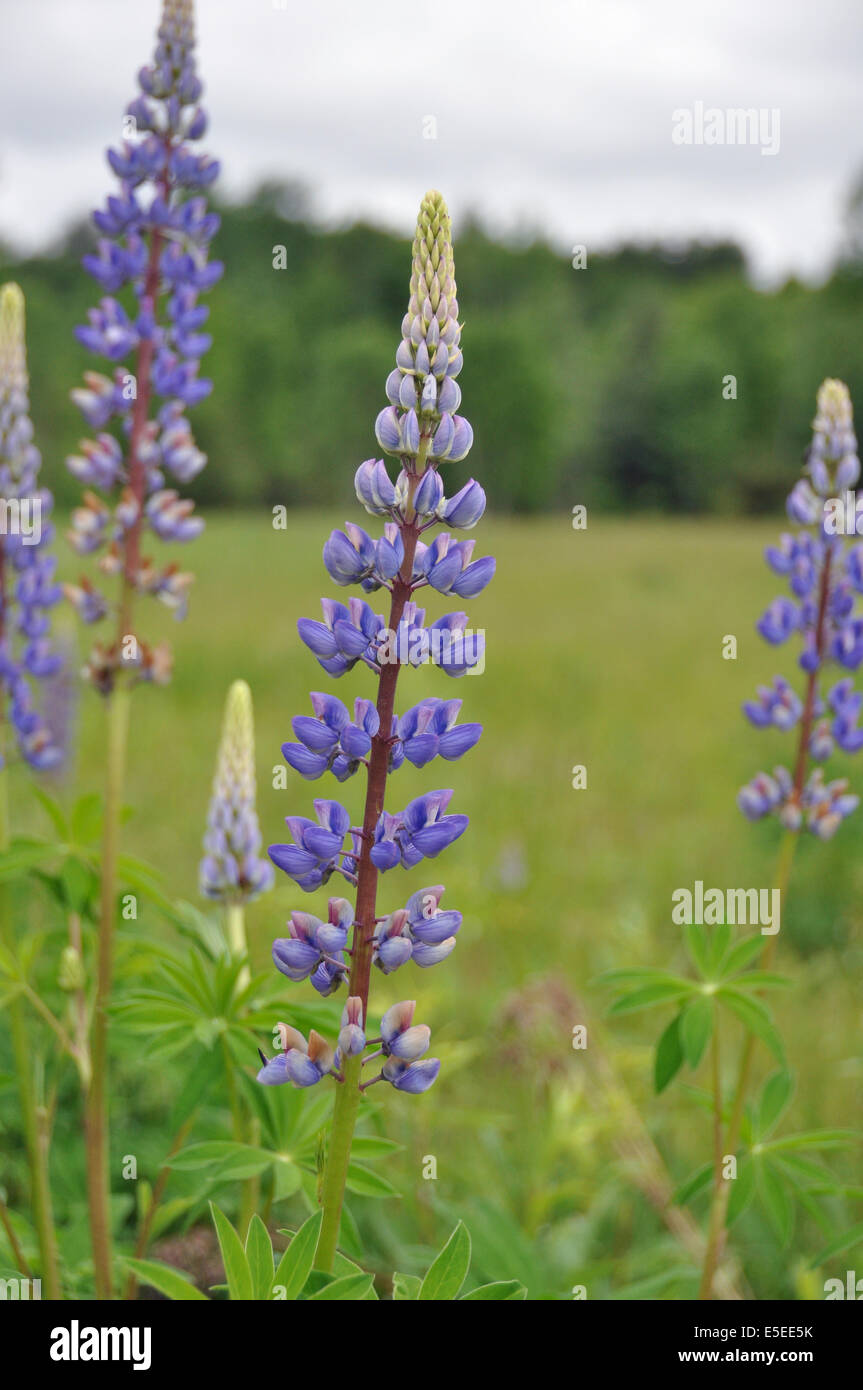 Lupine flowers in Northern Ontario field Stock Photo Alamy