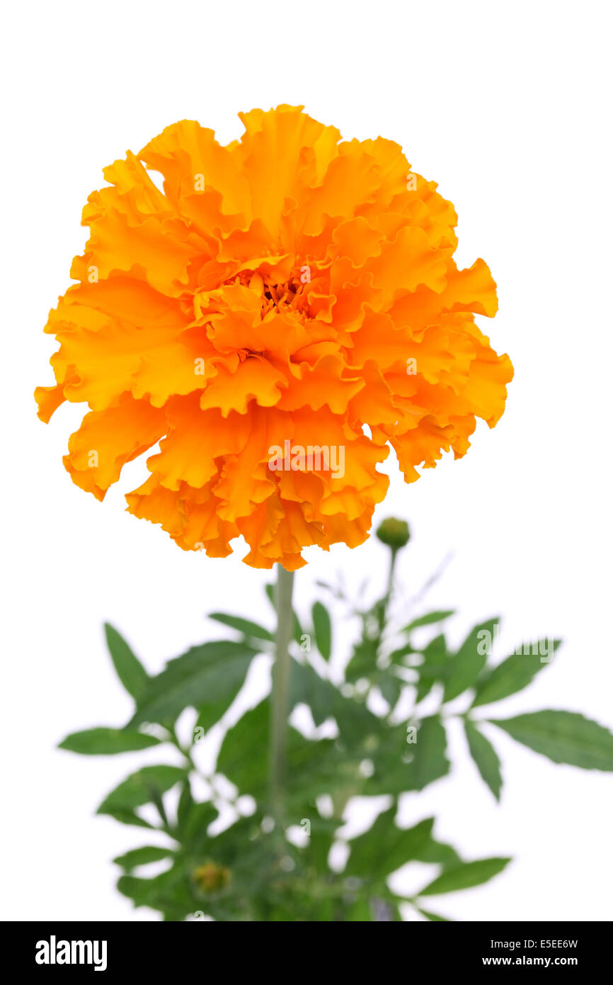 orange marigold flower Stock Photo