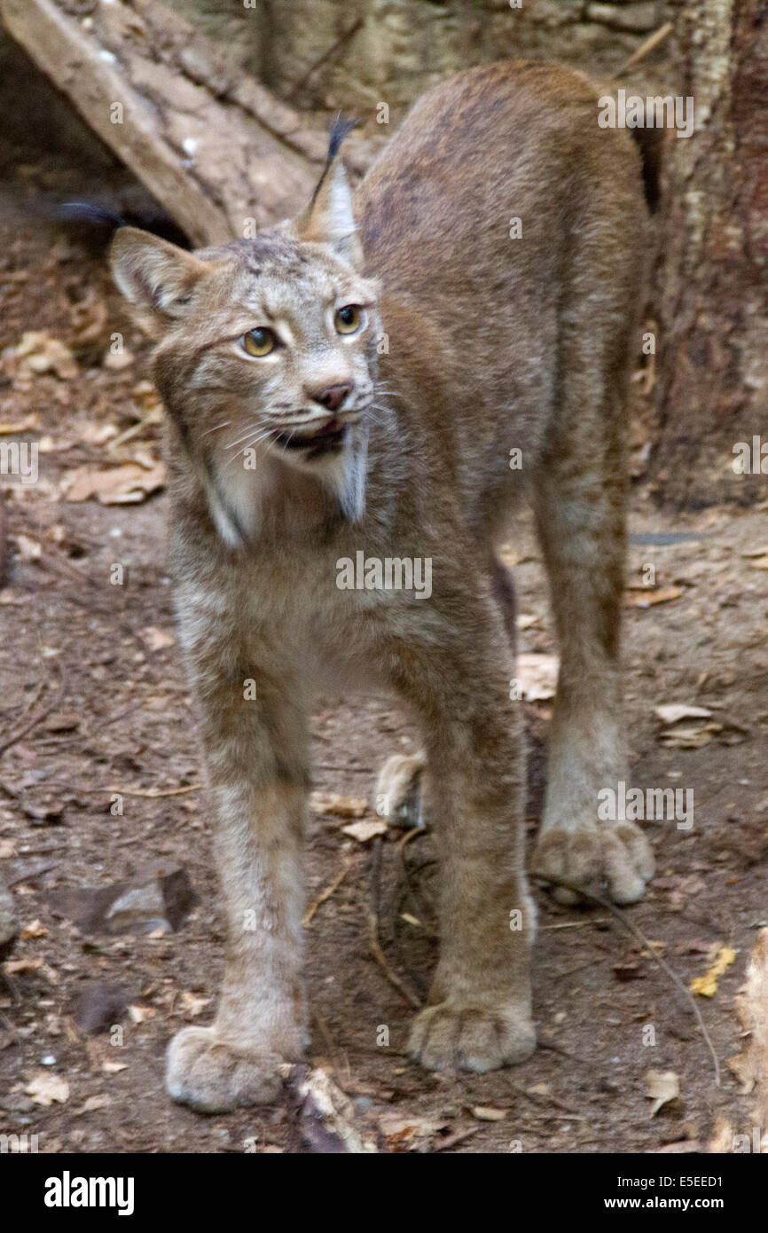 Canadian Lynx.(Lynx canadensis) Stock Photo