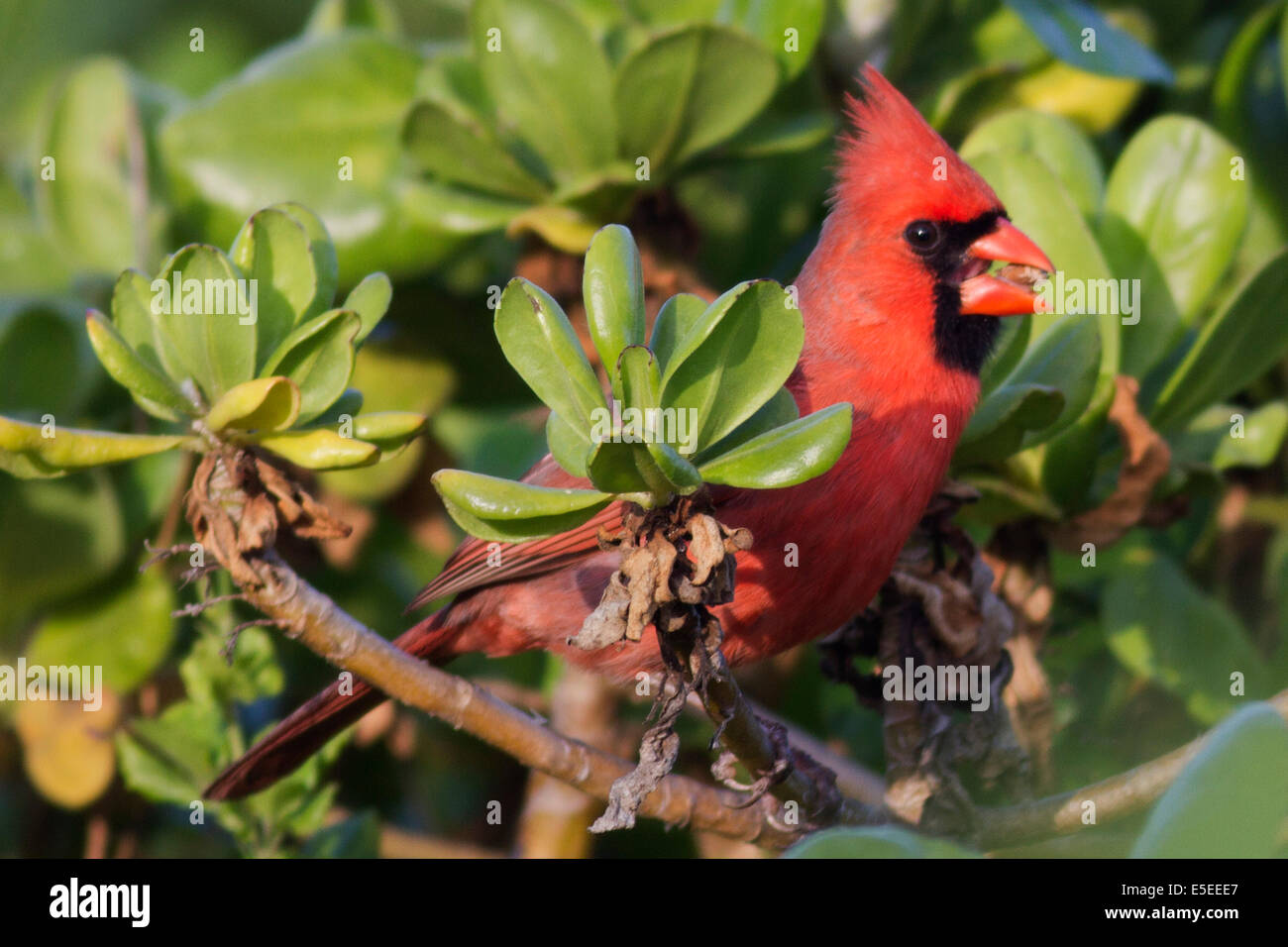 Northern Cardinal with seed in it's bill (Cardinalis cardinalis) Oahu,Hawaii Stock Photo