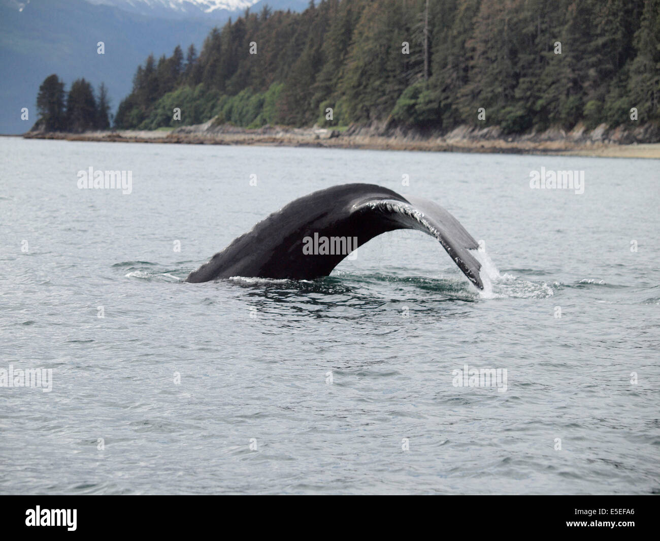 Humpback Whales Alaska Stock Photo - Alamy