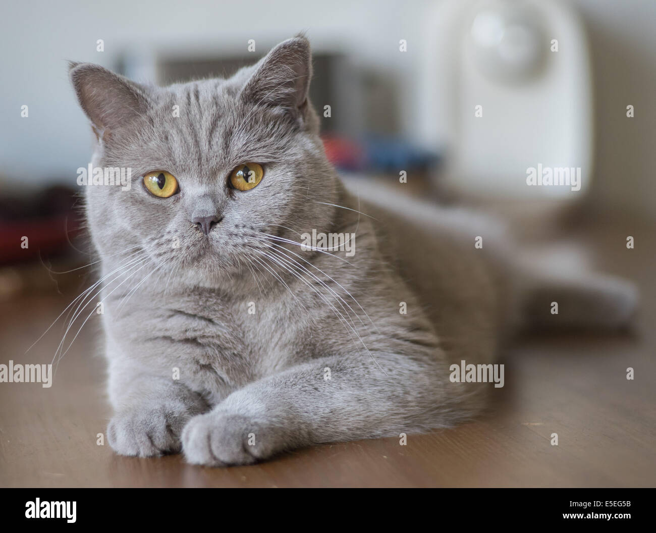 Lilac british shorthair hi-res stock photography and images - Alamy