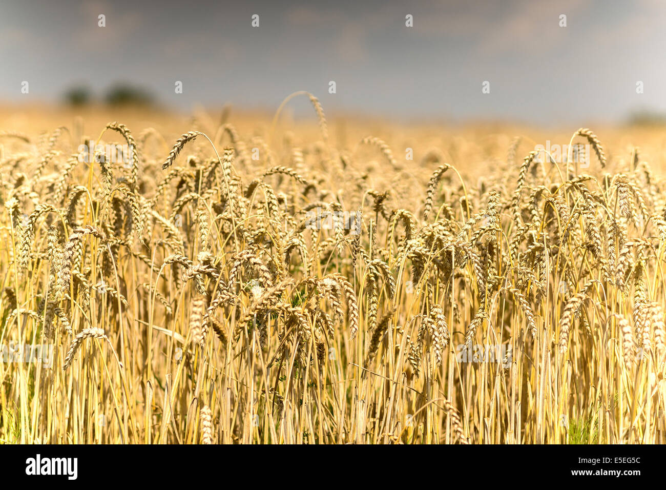 Storm coming over ripe wheat field Stock Photo