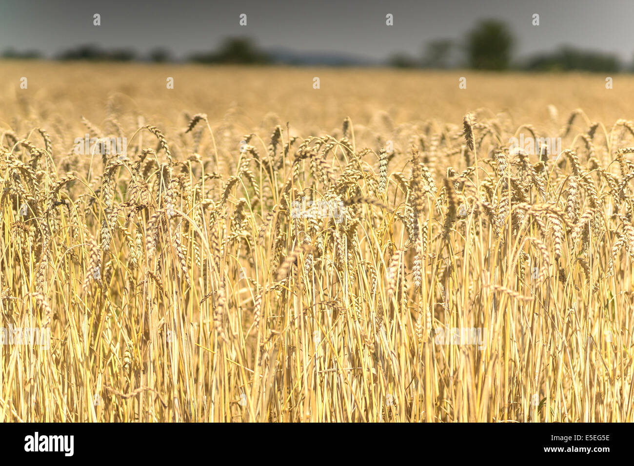 Storm coming over ripe wheat field Stock Photo - Alamy