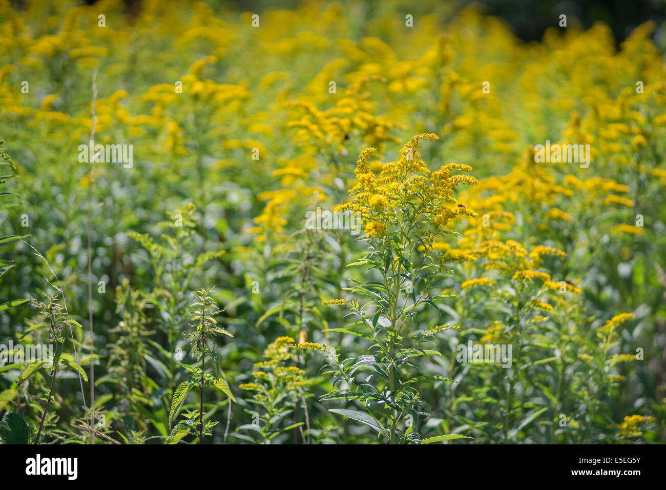 Canadian golden rod blooming Stock Photo