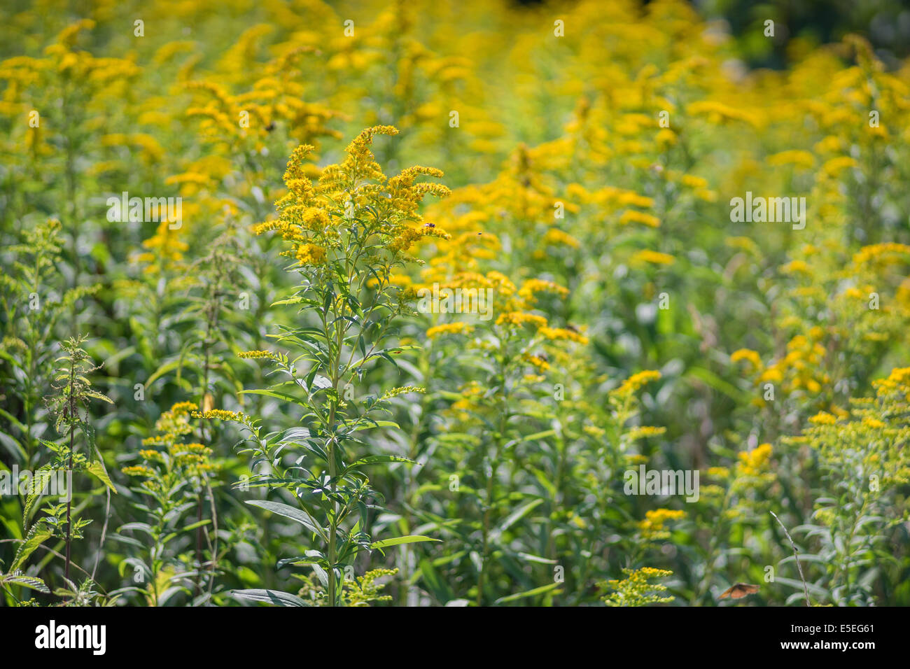 Canadian golden rod blooming Stock Photo