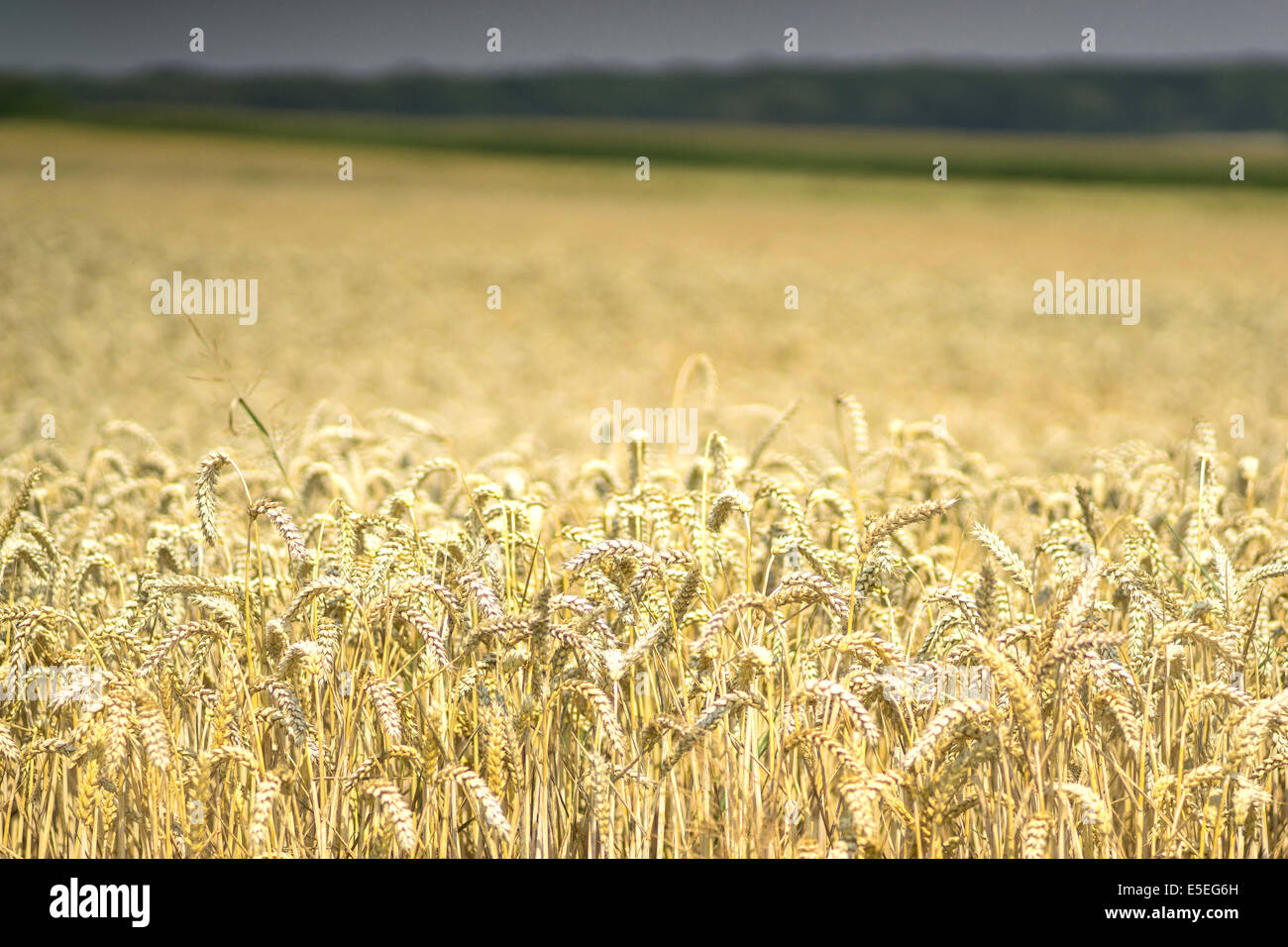 Storm coming over ripe wheat field Stock Photo - Alamy