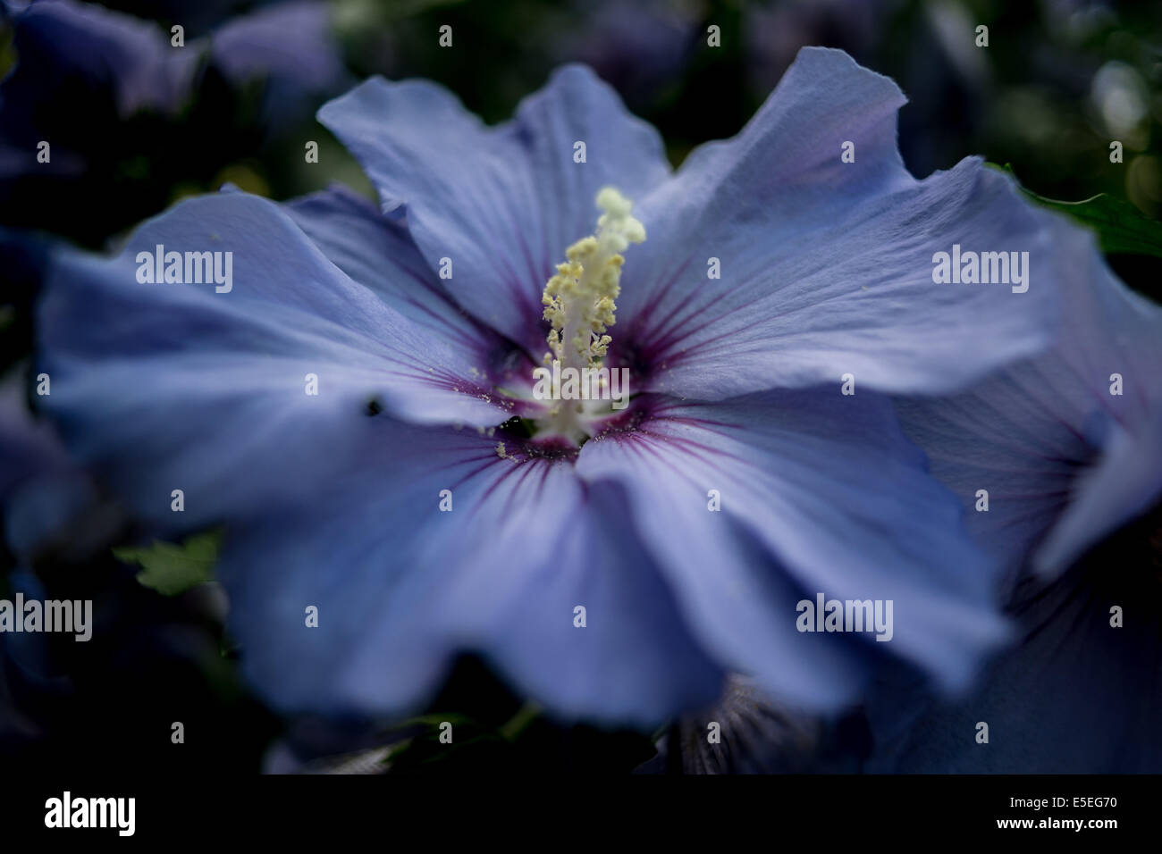 Purple hibiscus flower close up Stock Photo - Alamy