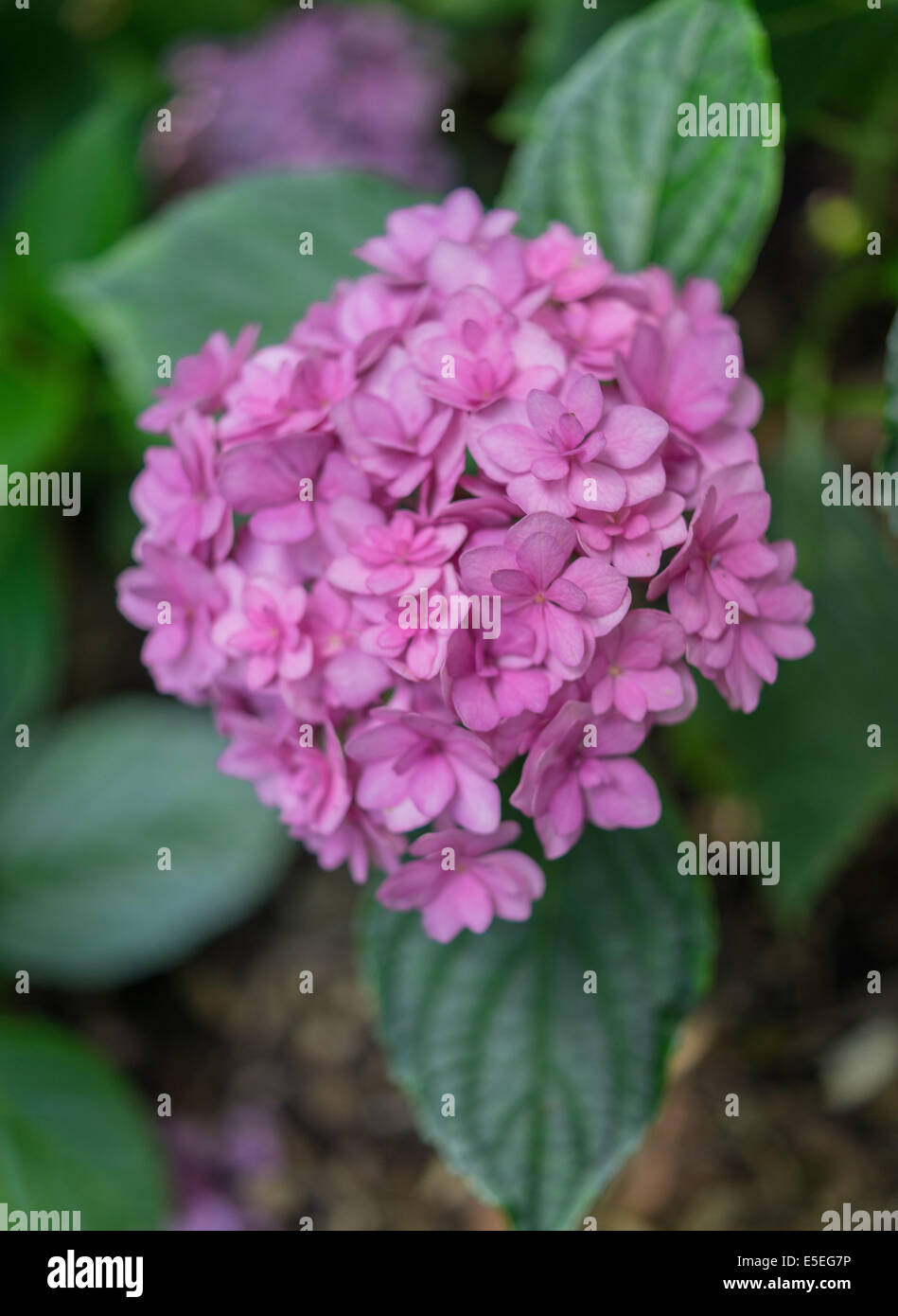 Pink hydrangea blossom close up Stock Photo - Alamy