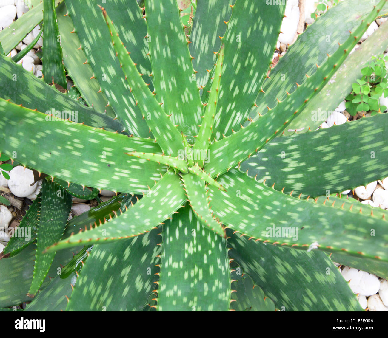 aloe vera plant leaves herbal skin care treatment. Stock Photo