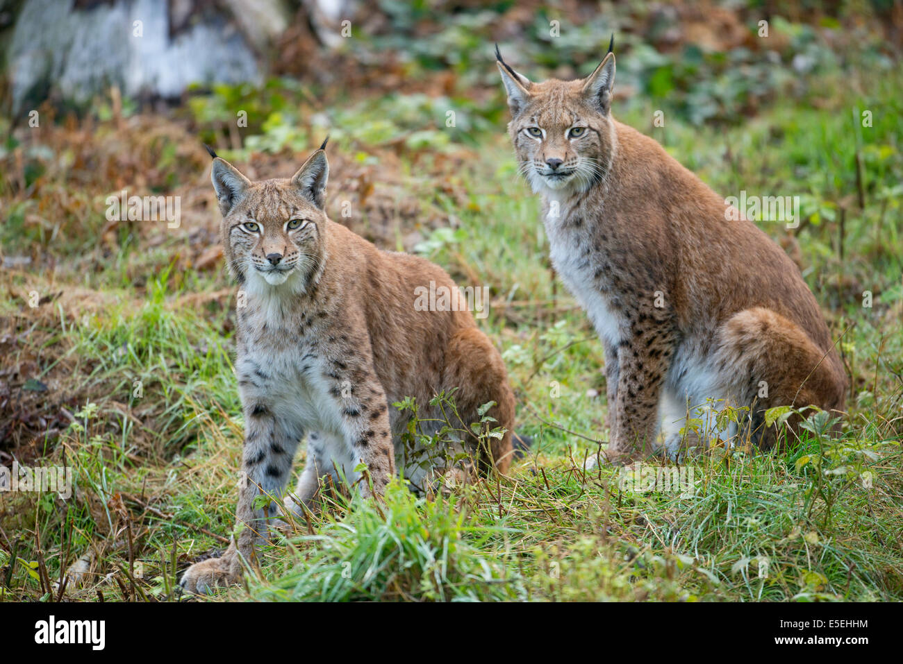 Eurasian Lynxes (Lynx lynx), captive, Lower Saxony, Germany Stock Photo