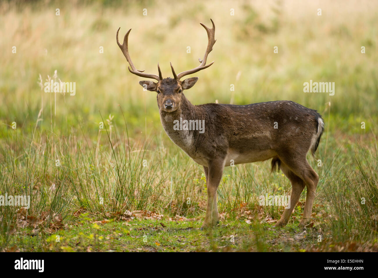 Fallow Deer (Dama dama), captive, Saxony, Germany Stock Photo