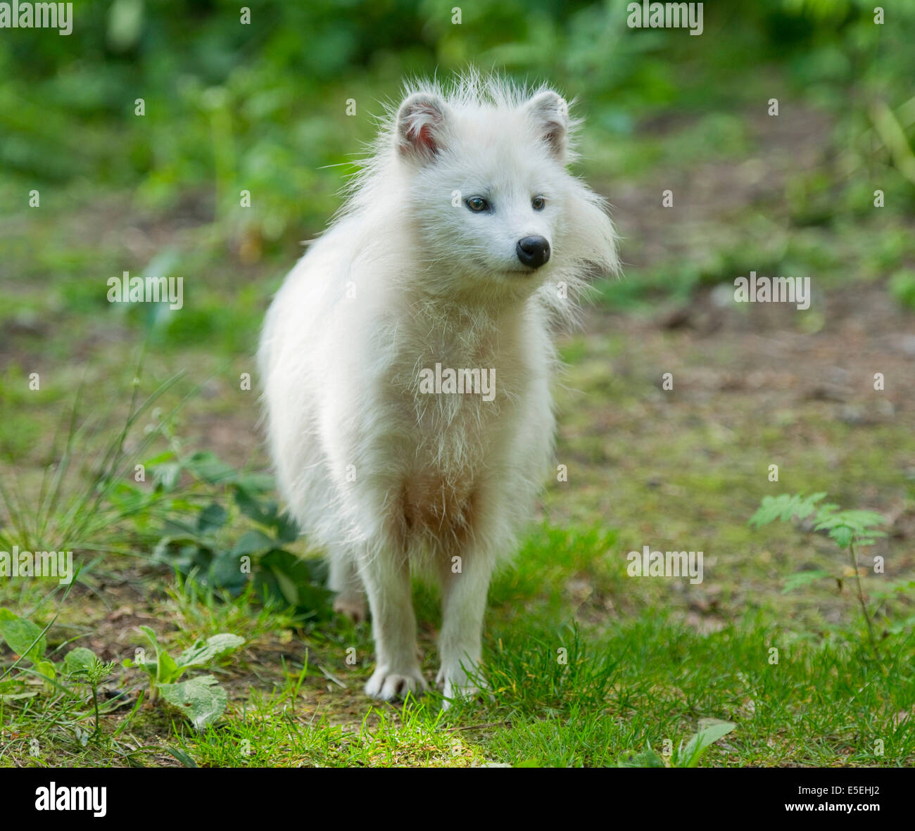 Raccoon dog (Nyctereutes procyonoides), white morph, captive, Lower Saxony, Germany Stock Photo