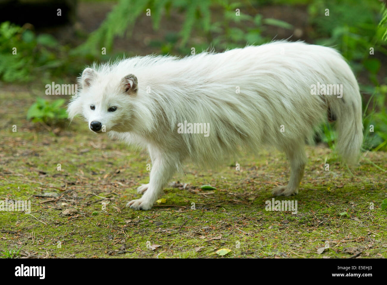 Raccoon dog (Nyctereutes procyonoides), white morph, captive, Lower Saxony, Germany Stock Photo