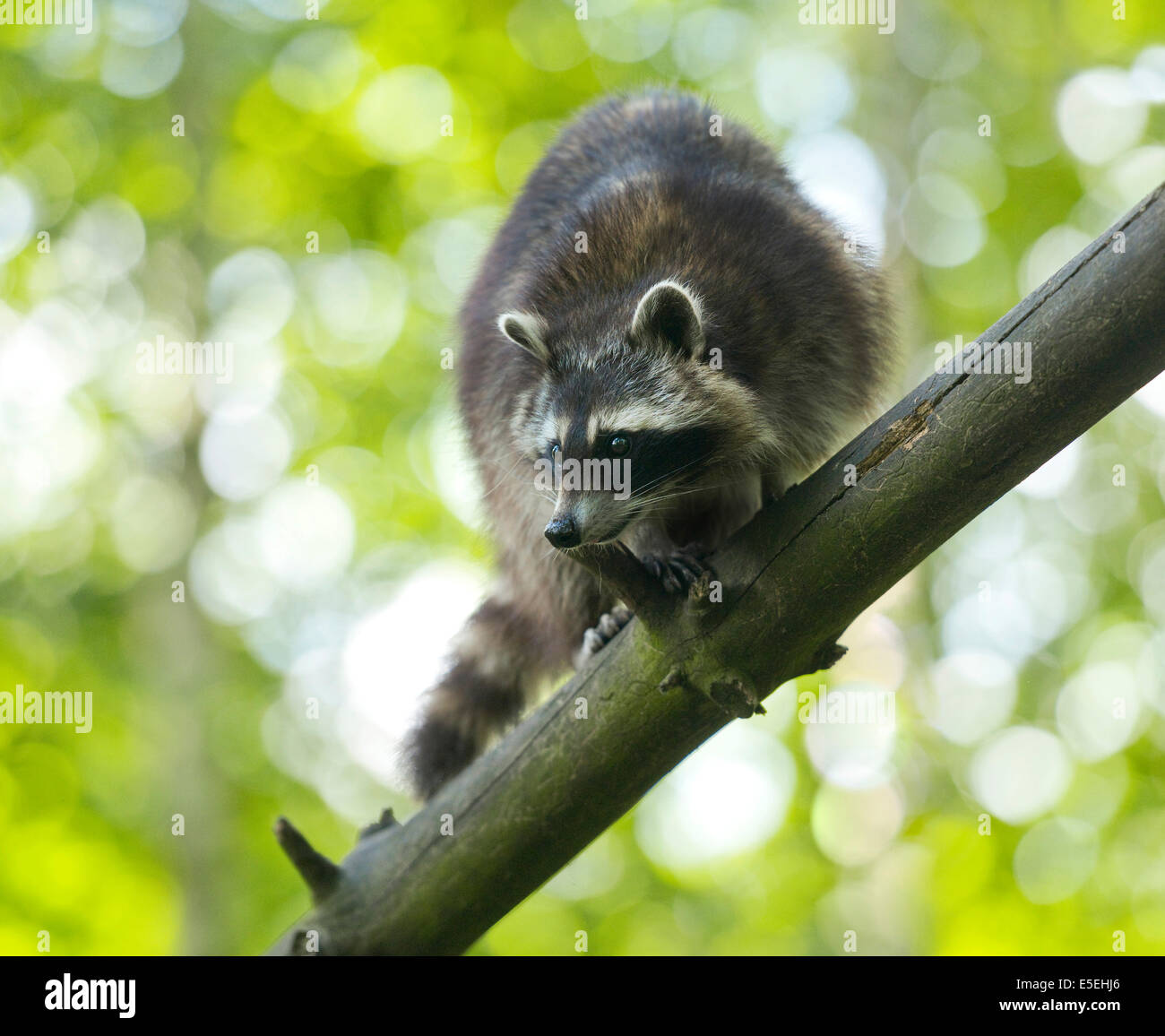 North American Raccoon (Procyon lotor), captive, Lower Saxony, Germany Stock Photo