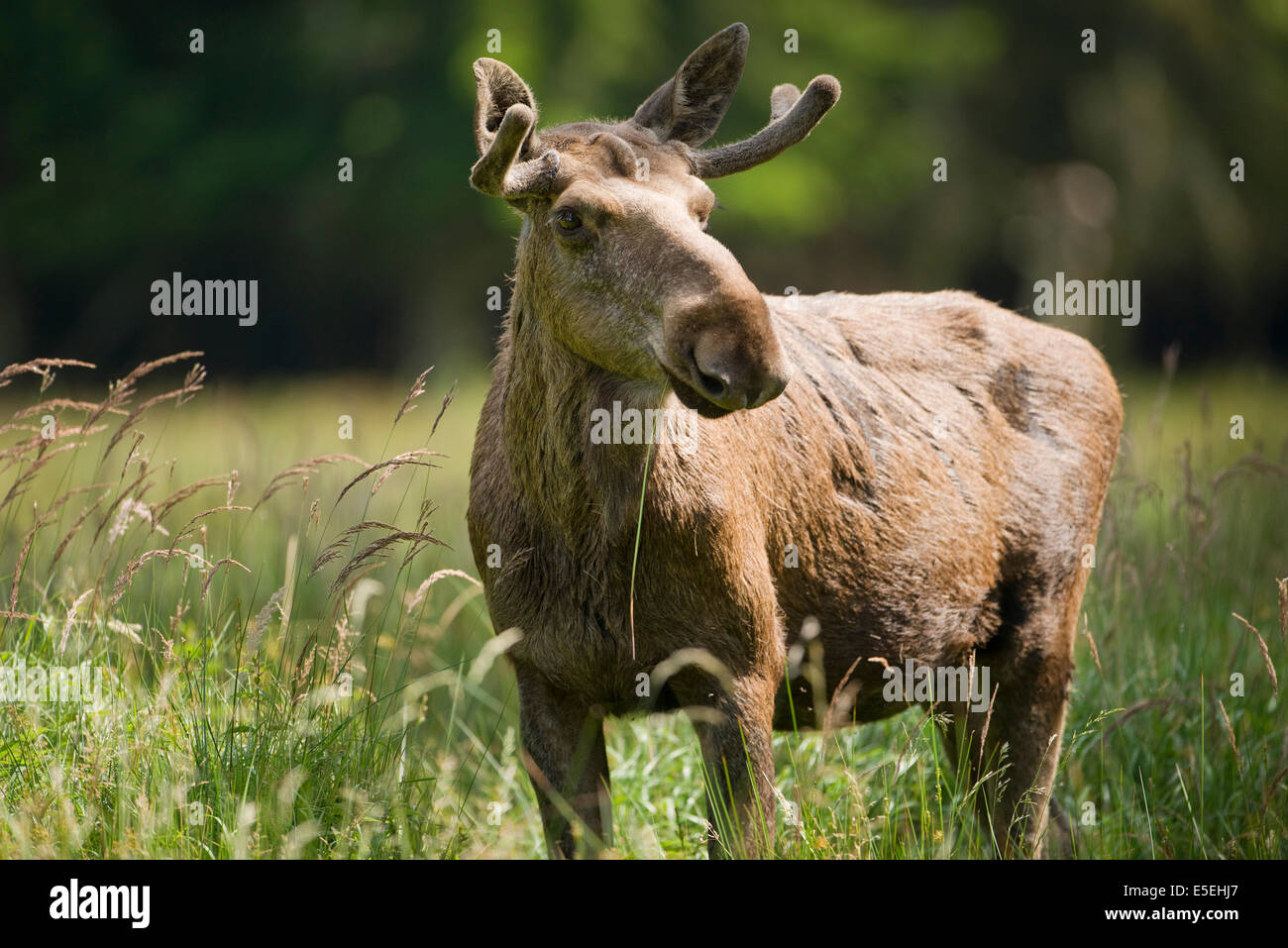 Eurasian Elk or Moose (Alces alces), bull moose with antlers in velvet, captive, Lower Saxony, Germany Stock Photo