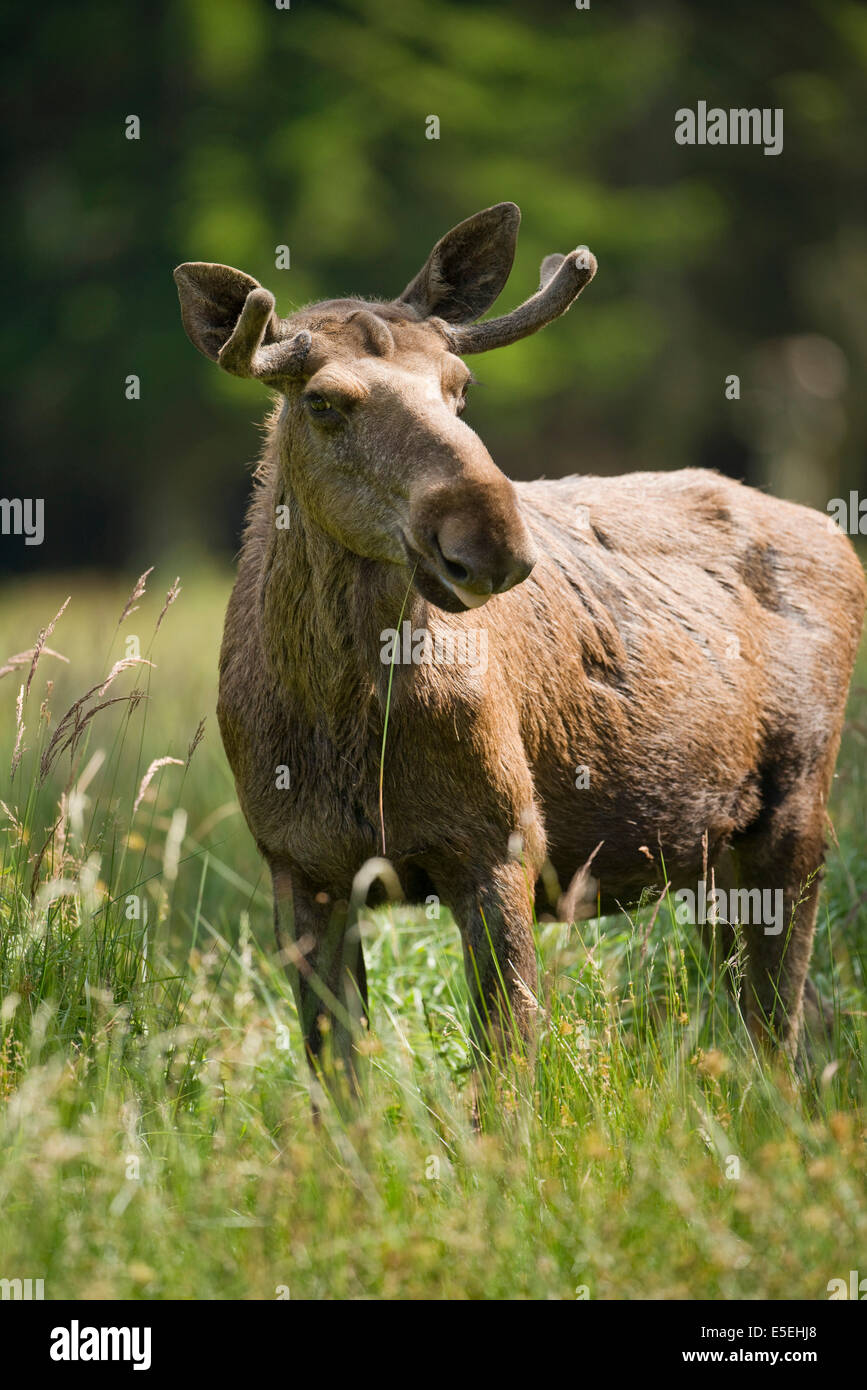 Eurasian Elk or Moose (Alces alces), bull moose with antlers in velvet, captive, Lower Saxony, Germany Stock Photo