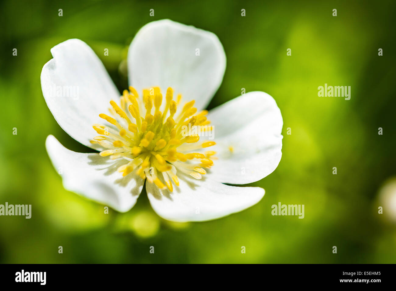 Clasping-leaf Buttercup (Ranunculus amplexicaulis) Stock Photo