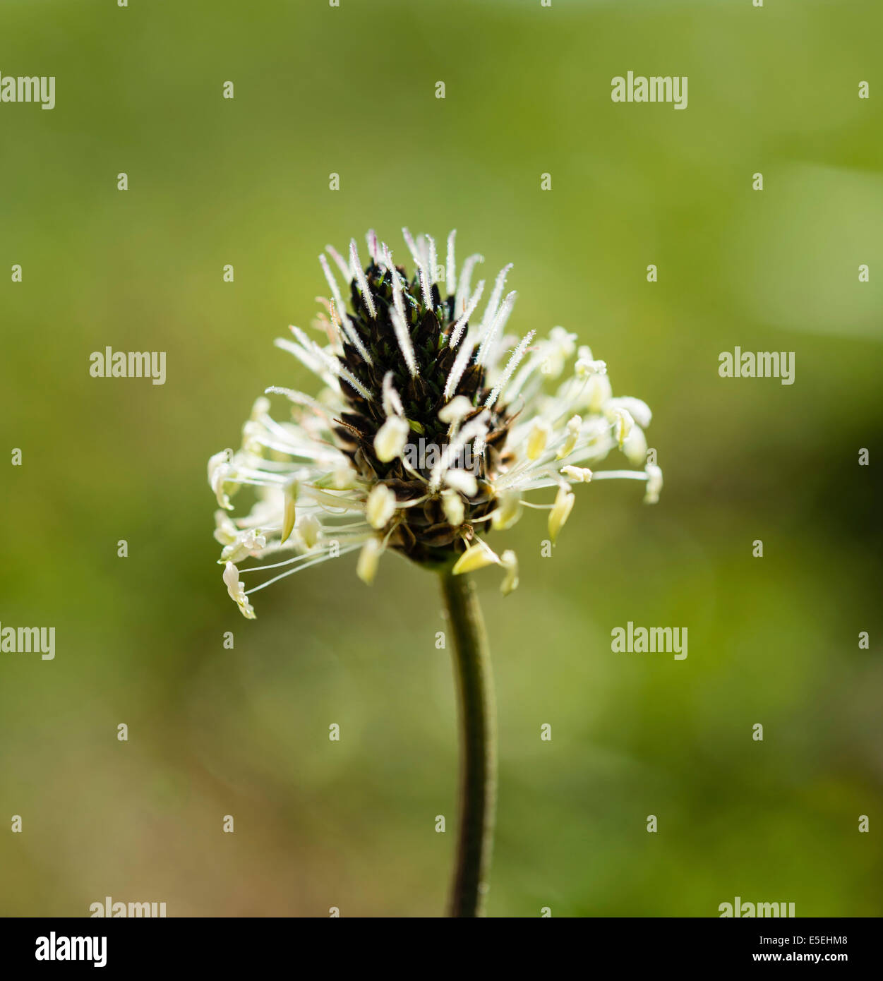 English Plantain (Plantago lanceolata), flower Stock Photo