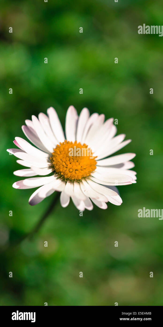 Common Daisy (Bellis perennis), flower Stock Photo Alamy