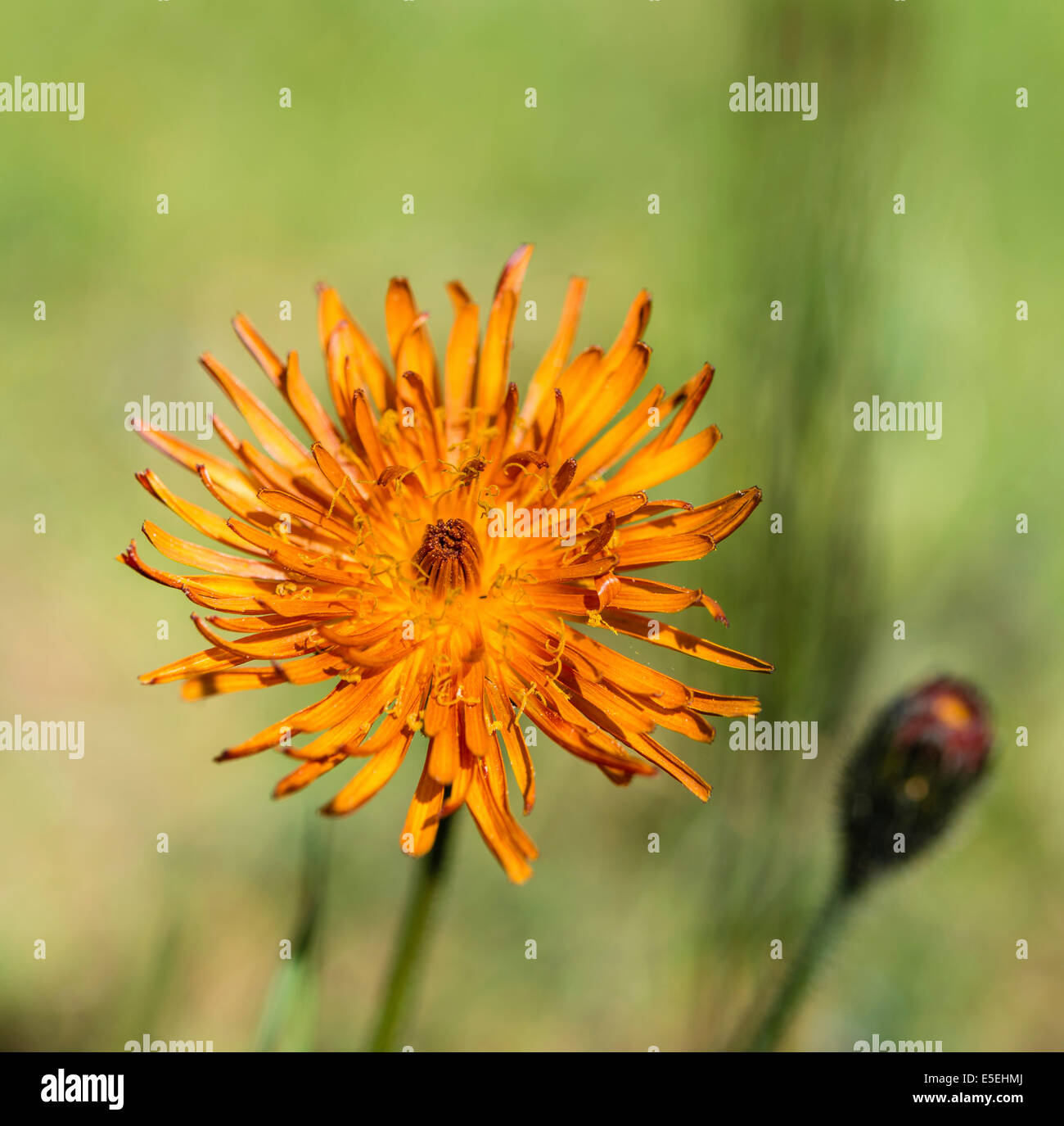 Orange Hawkweed (Hieracium aurantiacum), flower Stock Photo