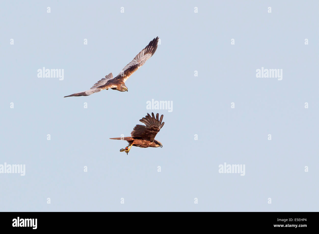 Western Marsh Harriers (Circus aeruginosus), male and female in flight, Texel, West Frisian Islands, province of North Holland Stock Photo