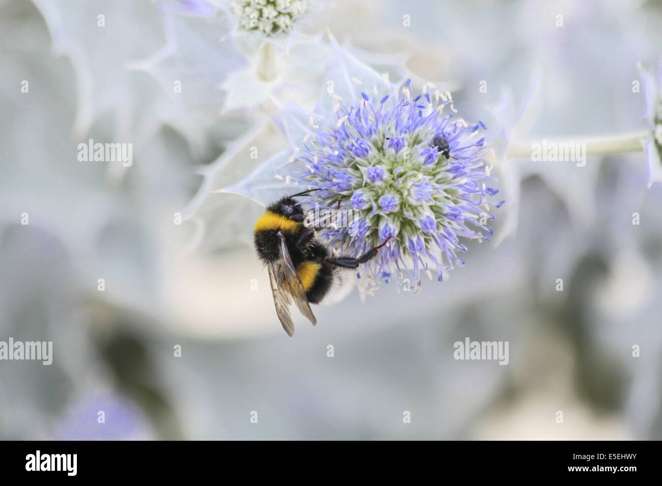 Bumblebee on flower at Cap Ferret, France Stock Photo