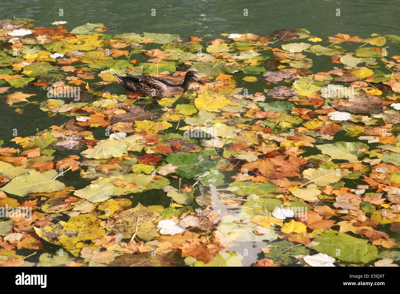 France, paris 10e, canal saint martin, feuilles mortes et canard, Stock Photo
