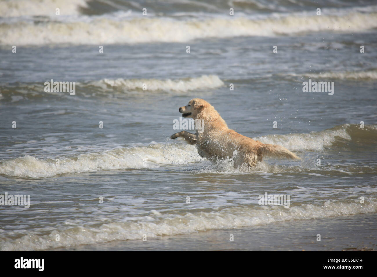 Chien De Mer Stock Photos Chien De Mer Stock Images Alamy