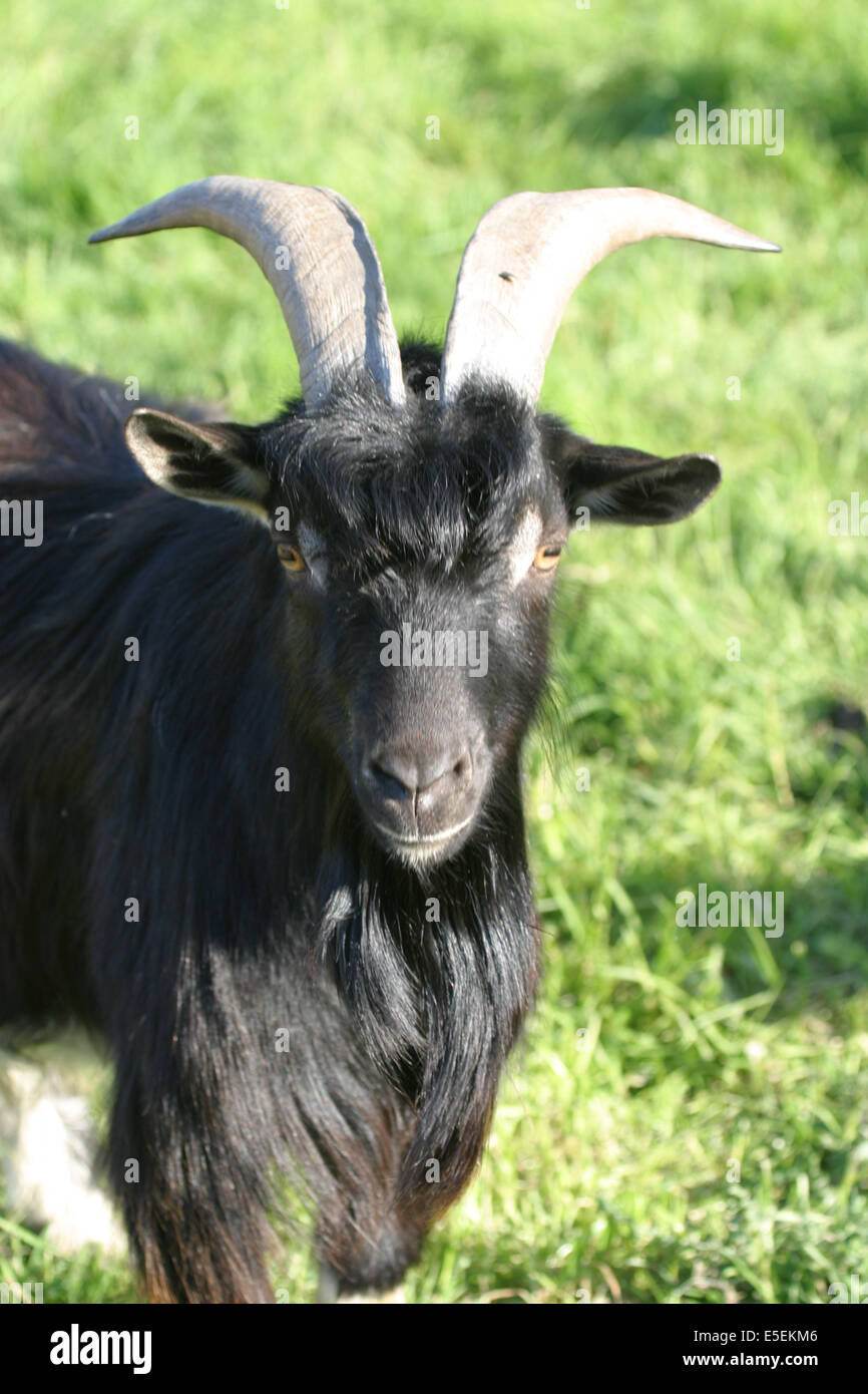 France Normandie Agriculture Elevage Caprin Bouc Stock Photo Alamy