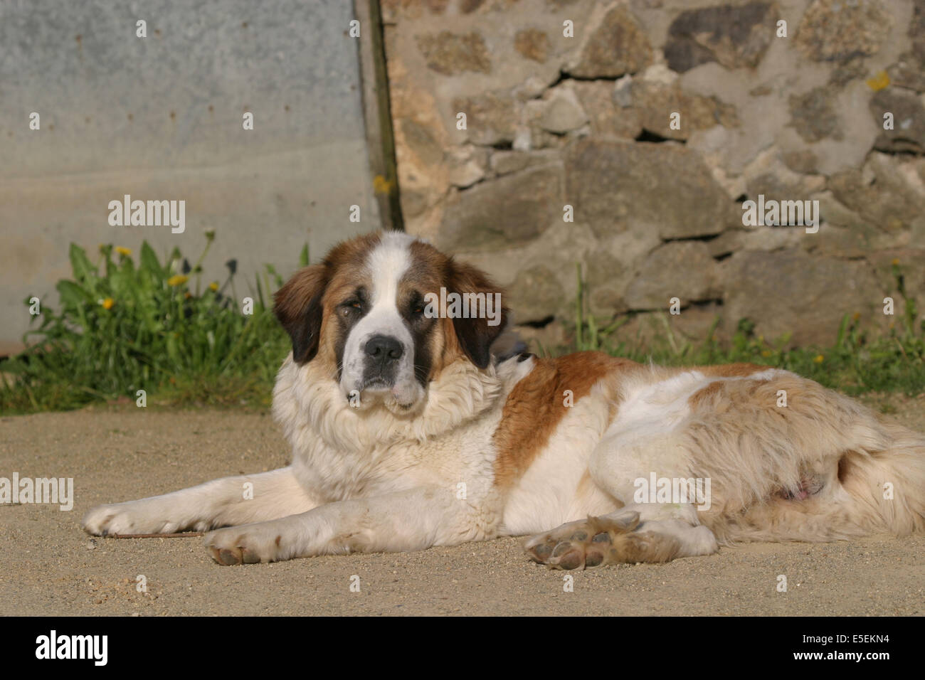 France: Normandie, animal domestique, chien, saint bernard, Stock Photo