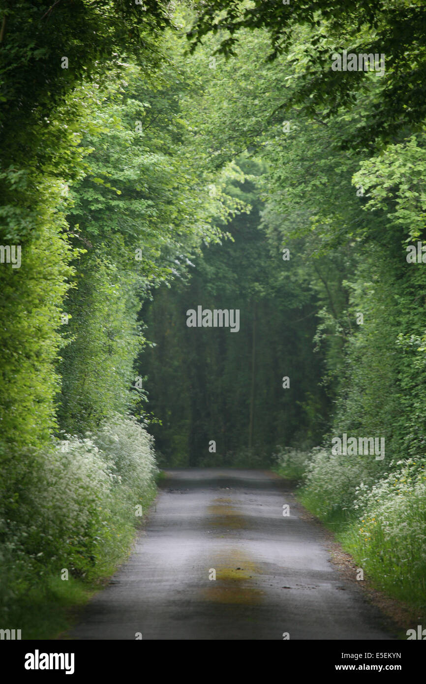 France, Normandie, , Calvados, pays d'auge, chemin a grandouet, route de  campagne, arbres Stock Photo - Alamy