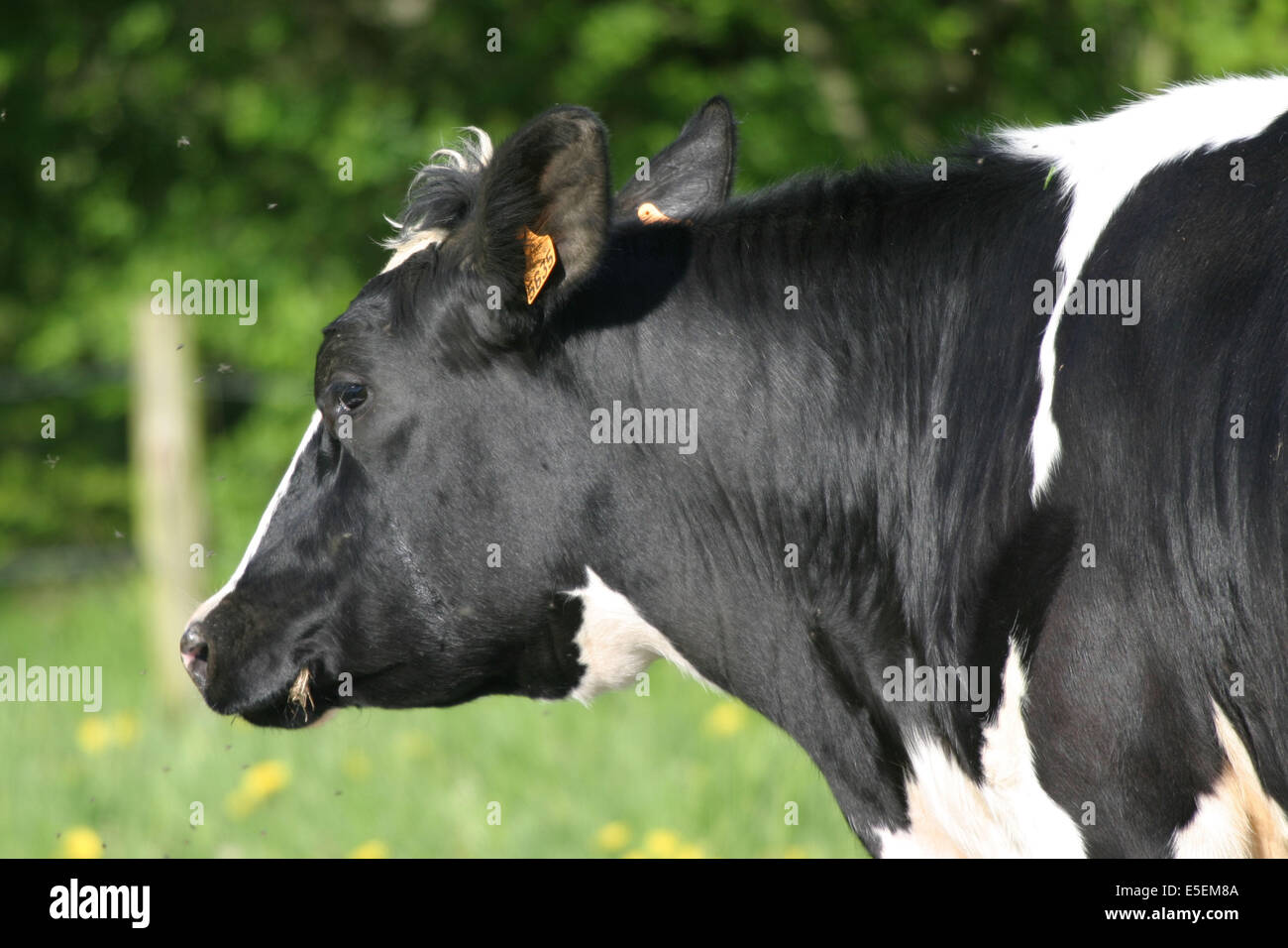 France: Normandie, agriculture, elevage bovin, vache prim holstein ...