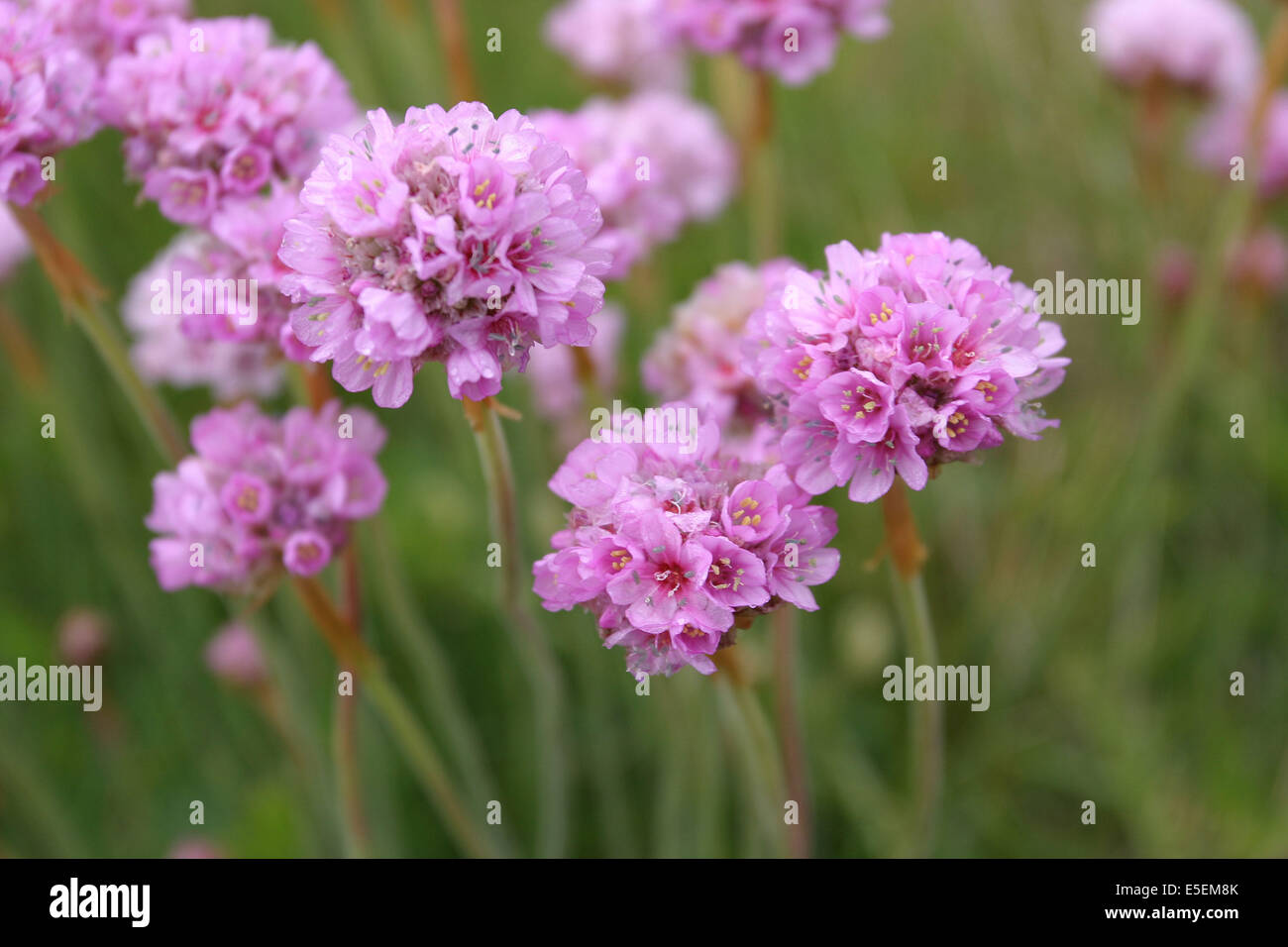 France, Basse Normandie, manche, iles chausey, au large de granville, grande ile, flore, armerie