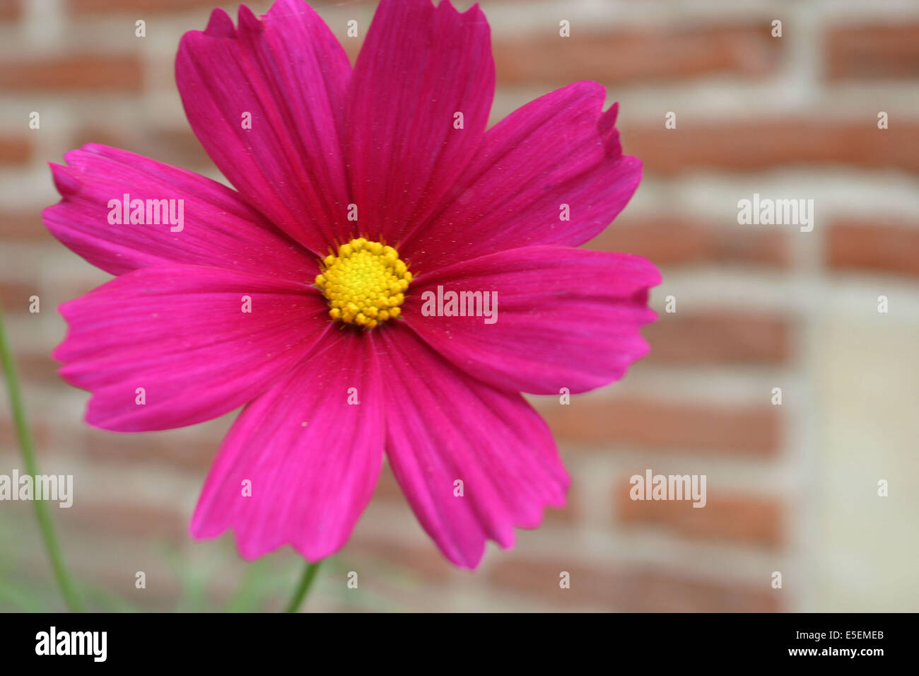 Fleur rue des carmelites hi-res stock photography and images - Alamy