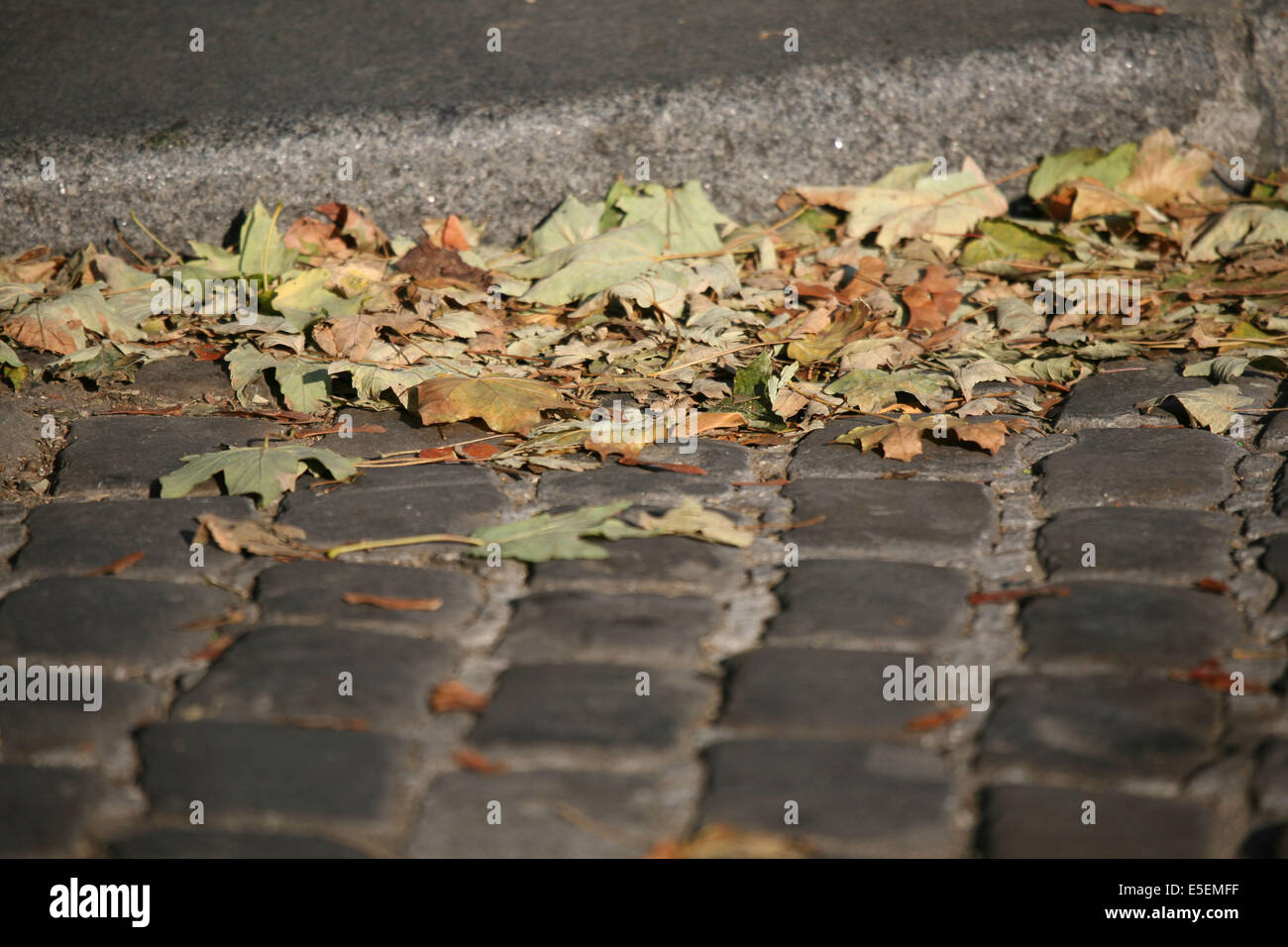 France, paris 14e, montparnasse, boulevard Raspail, feuilles mortes dan sle caniveau, paves, Stock Photo