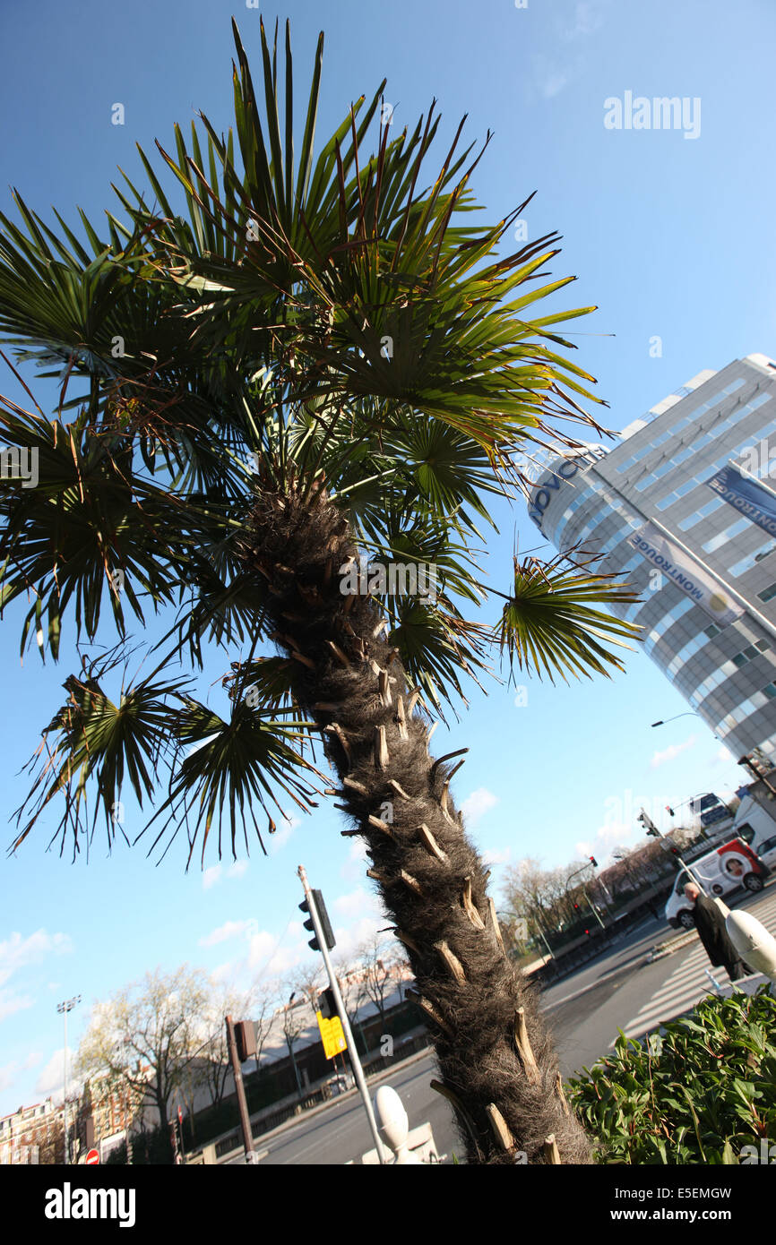 Palmier Tree High Resolution Stock Photography And Images Alamy
