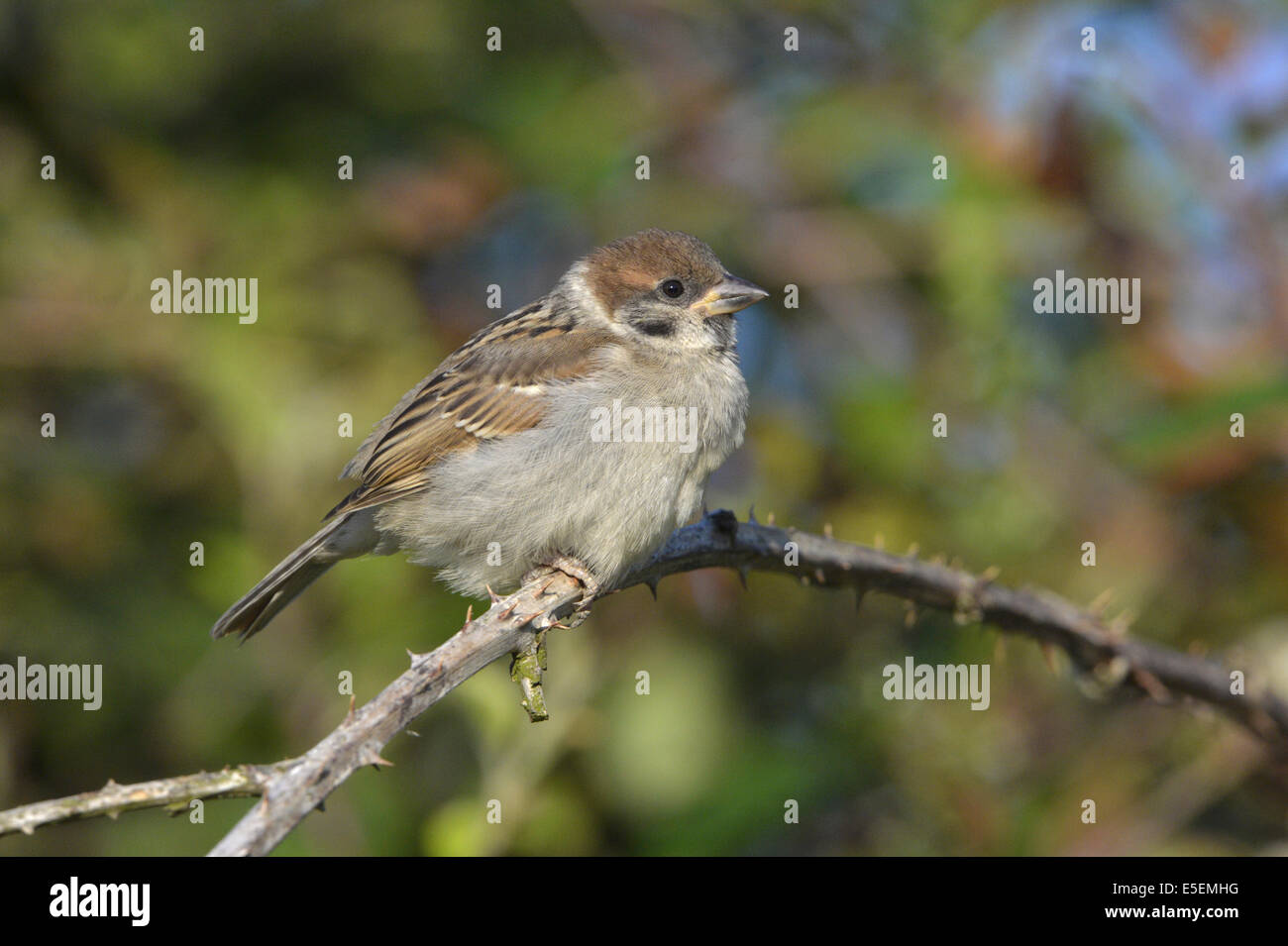 Tree Sparrow - Passer montanus - juvenile. Stock Photo