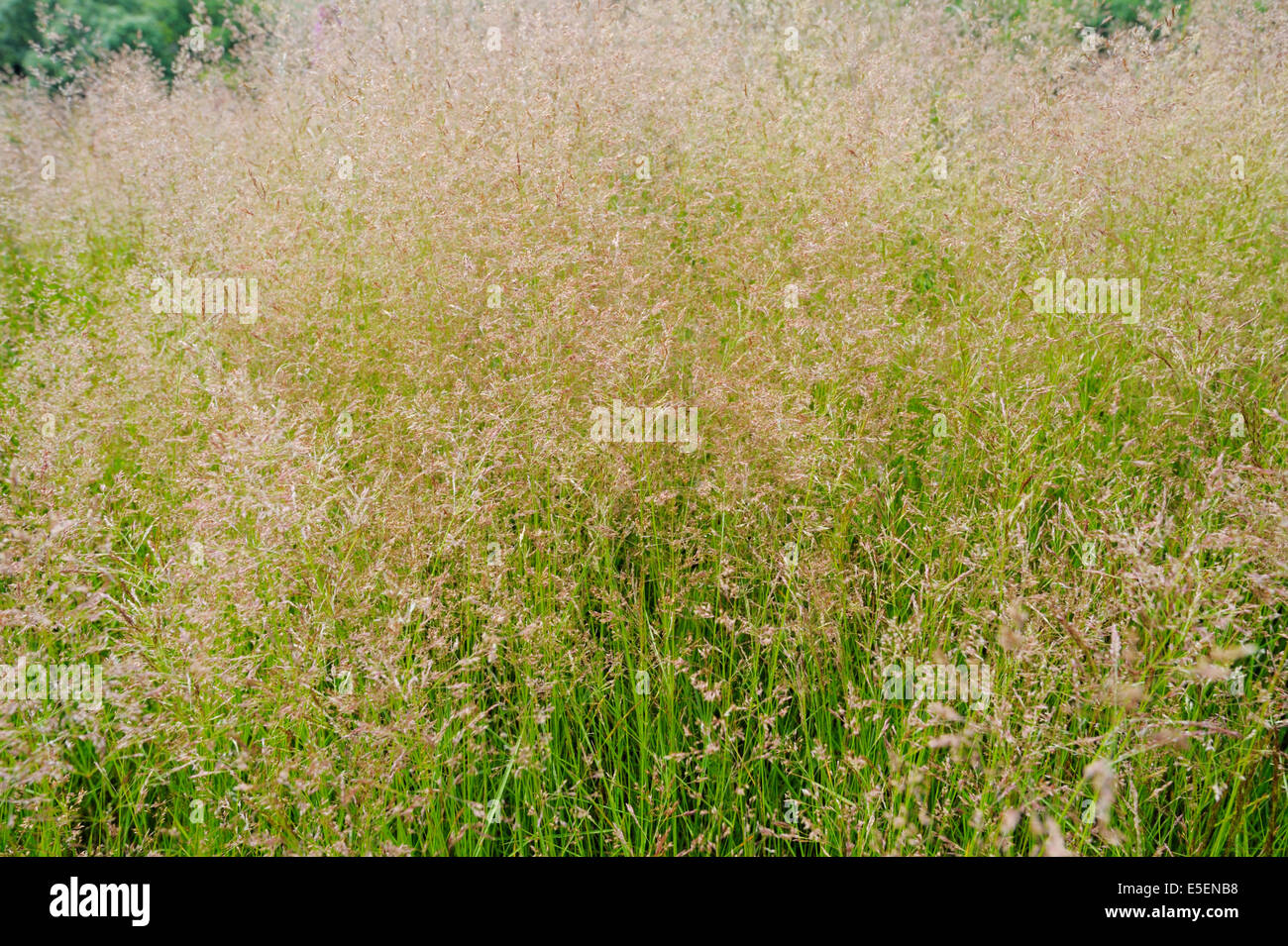 Agrostis capillaris or tenuis, Common Bent, Colonial bent or  Browntop grass, Wales, UK Stock Photo