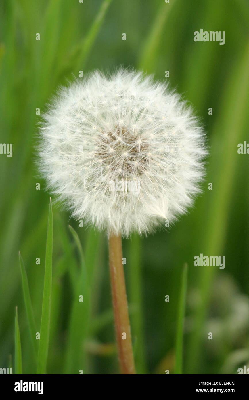 Pissenlit High Resolution Stock Photography And Images Alamy