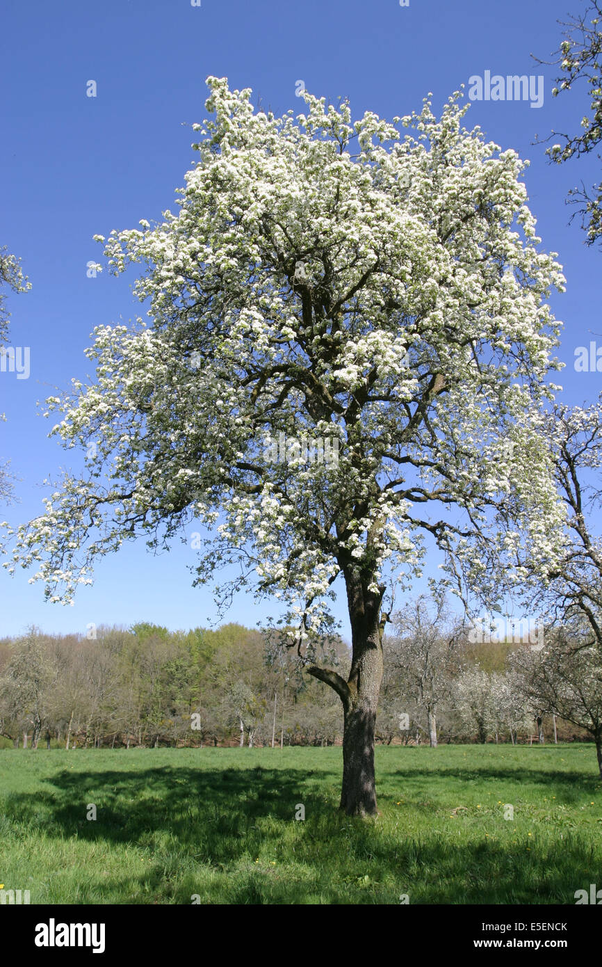 Poirier en fleurs hires stock photography and images Alamy — free download