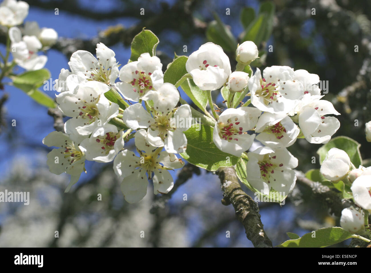 France, Normandie, orne, domfrontais, fleurs de poirier, arbr, verger