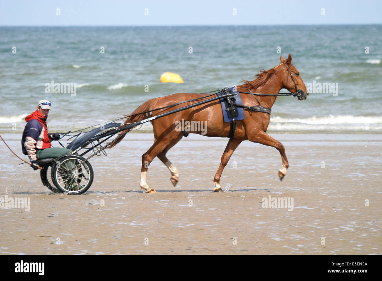 Trotteur hi-res stock photography and images - Alamy
