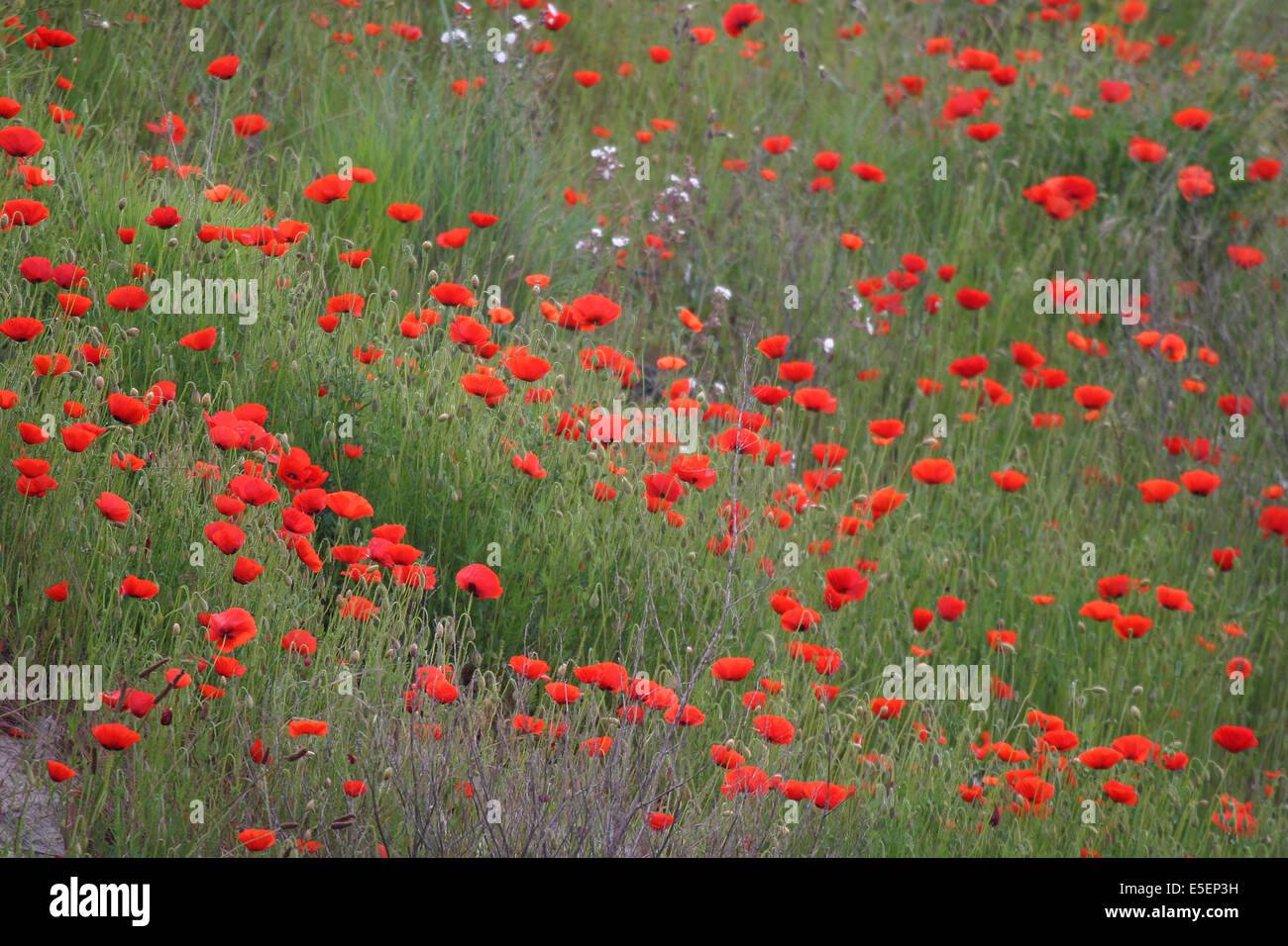 Fleur Des Champs High Resolution Stock Photography And Images Alamy