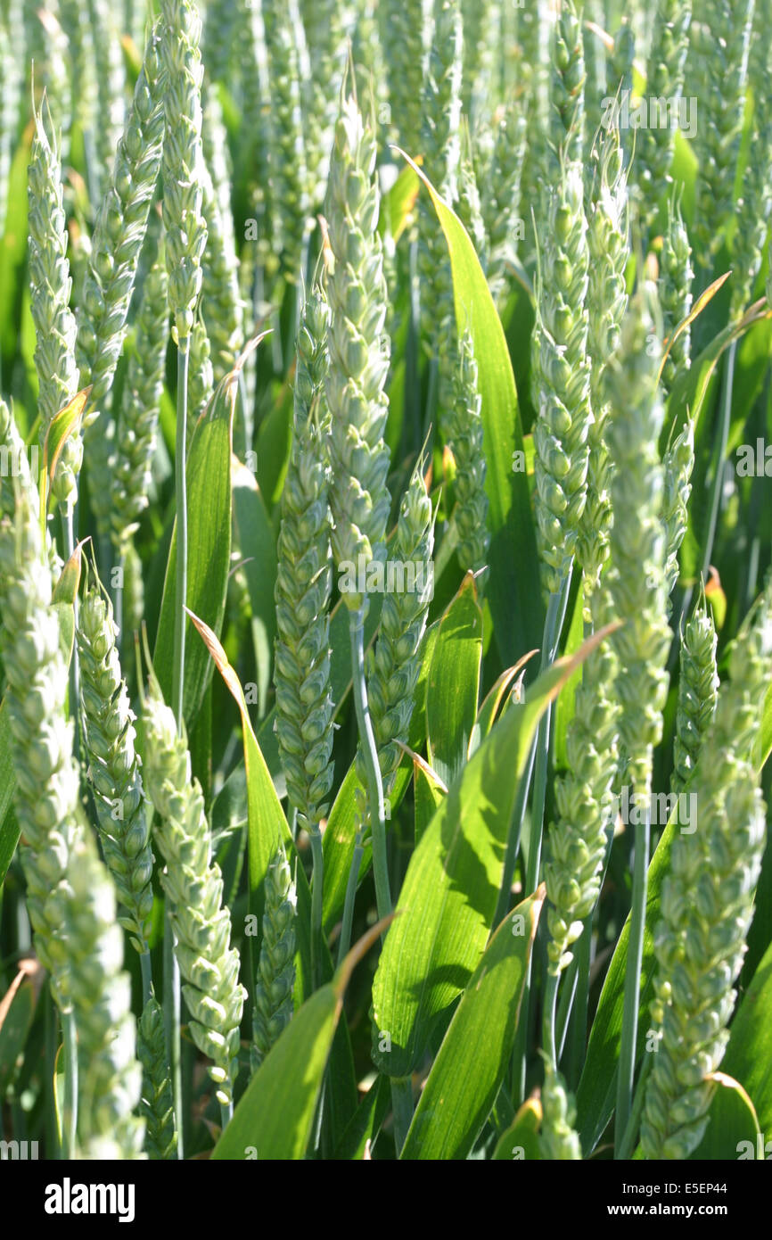 France: Normandie, seine maritime, agriculture, cereales, , champ de ble vert, epis, Stock Photo